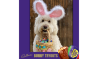 Therapy dog Annie Rose, a white English Doodle from Ohio, plays the 2022 Cadbury Bunny by donning bunny ears and holding an Easter basket in her teeth. 