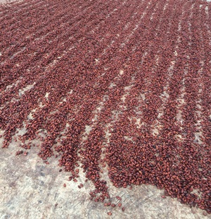 Cocoa seeds dry in the sun.