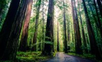 Redwood_forest