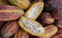Ritter cocoa pods