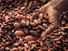 Lindt cocoa beans