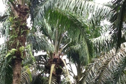 The Hershey Co. Palm Tree