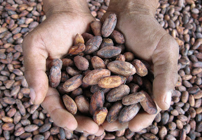 Blommer Cocoa Beans