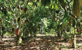 Brazil cocoa farm